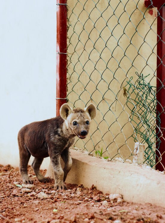 Omu resort Animals 103