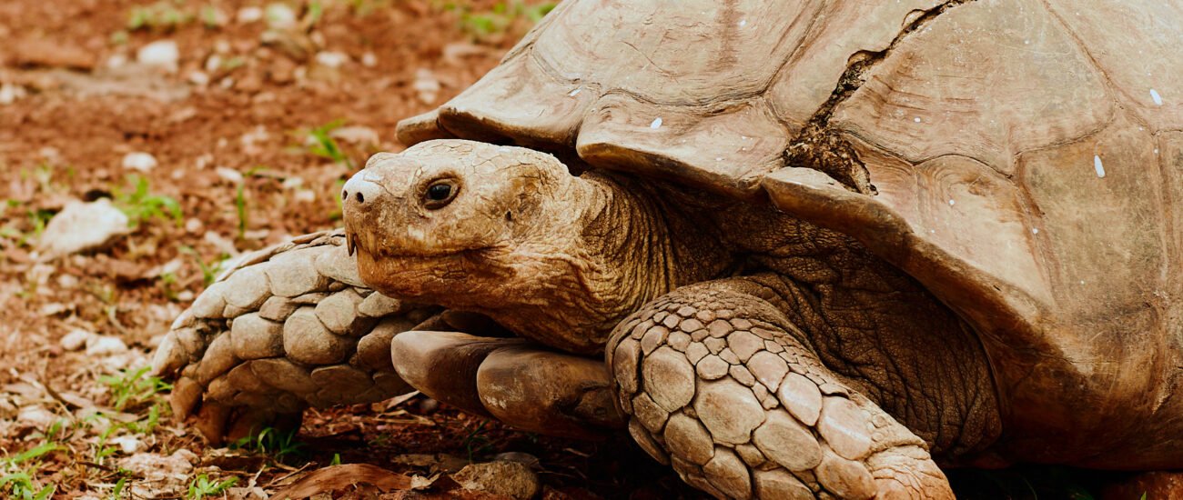 Omu resort Animals 82