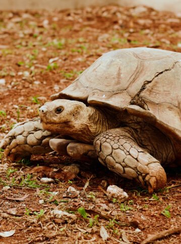 Omu resort Animals 82