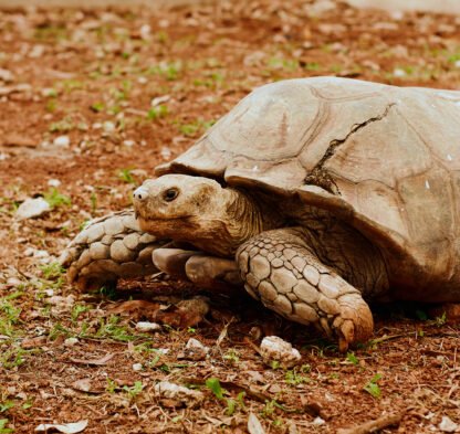 Omu resort Animals 82