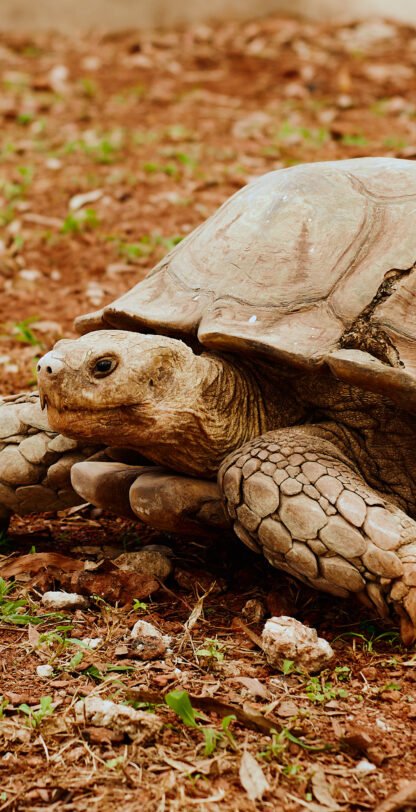 Omu resort Animals 82